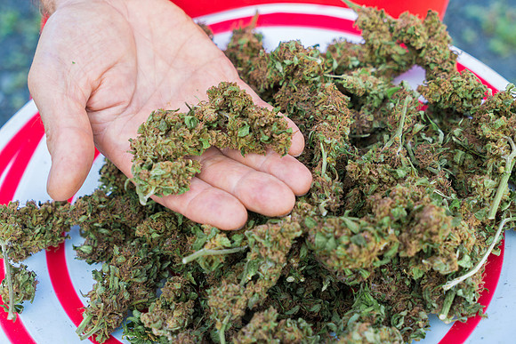 Weed_MA_GettyManHands_20171020_007
