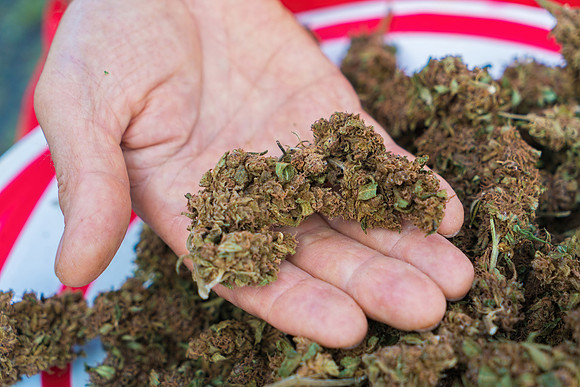 Weed_MA_GettyManHands_20171020_006