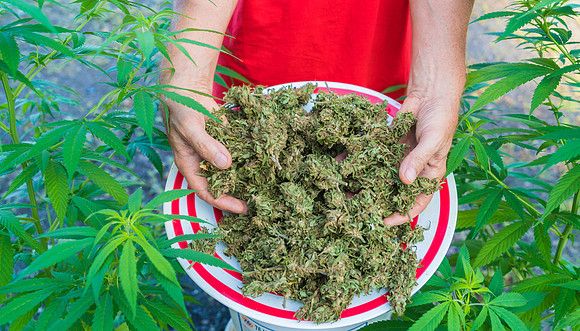 Weed_MA_GettyManHands_20171020_002