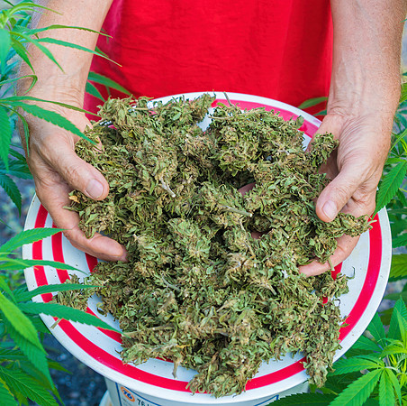 Weed_MA_GettyManHands_20171020_001