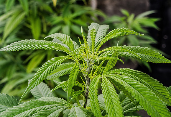 Weed_MA_Getty_20171020_008