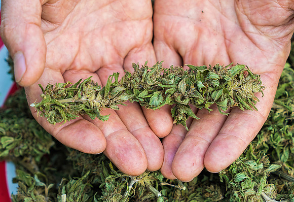Weed_MA_GettyManHands_20171020_003