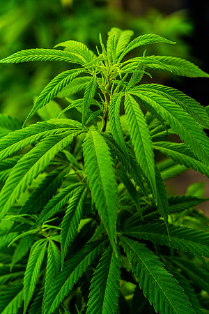 Weed_MA_Getty_20171020_007