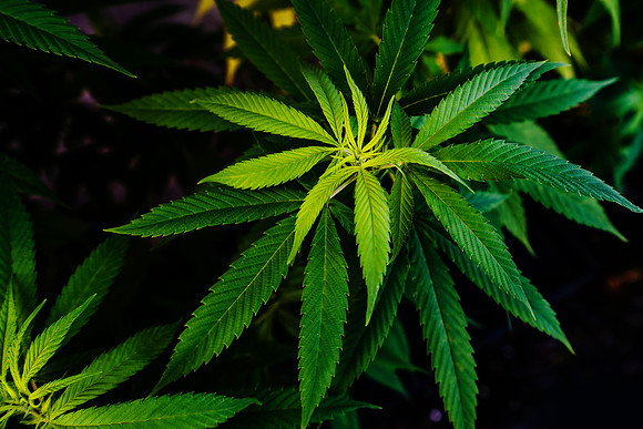 Weed_MA_Getty_20171020_004