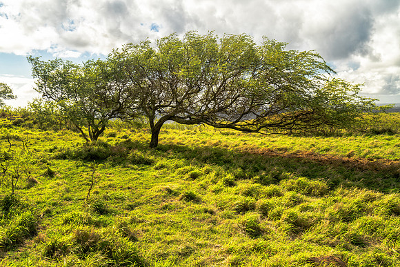 Up Country Tree Maui #1_Getty_MAnderson