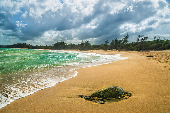 Sea Turtle #3 _SNY0583_Matt Anderson Getty