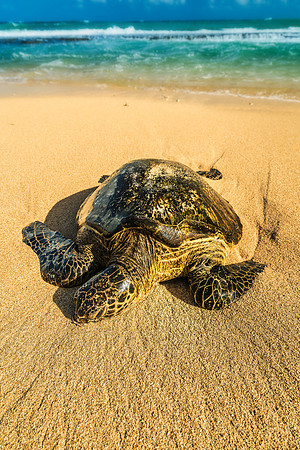 Sea Turtle #2 _SNY0570_Matt Anderson Getty