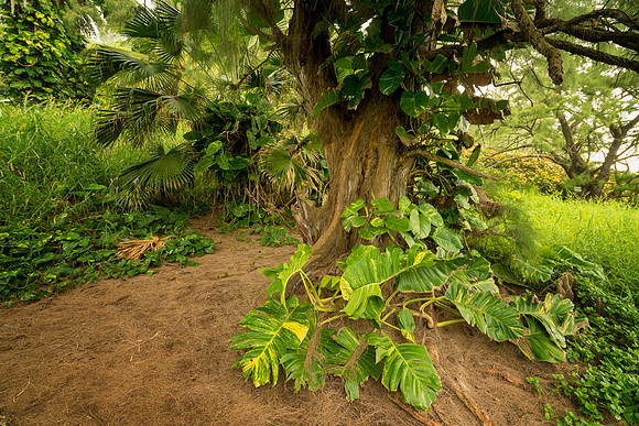 Red Sand Beach Hike Tree_Getty_MattAnderson