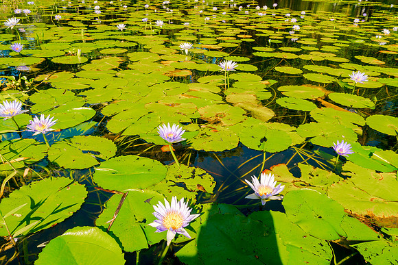 Punalu’u Beach Lily #2_Getty_MAnderson