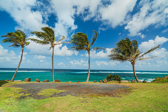 Palm Trees at Kuau Cove Maui _SNY0684_Matt Anderson Getty