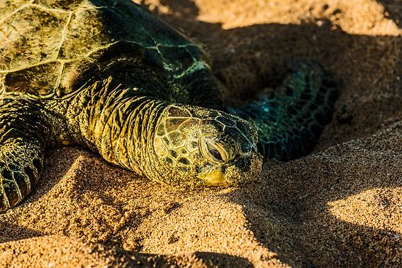 Kukio Beach Sea Turtle #1_Getty_MattAnderson