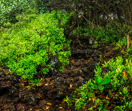 Kehena Beach Vines #2_Getty_MattAnderson