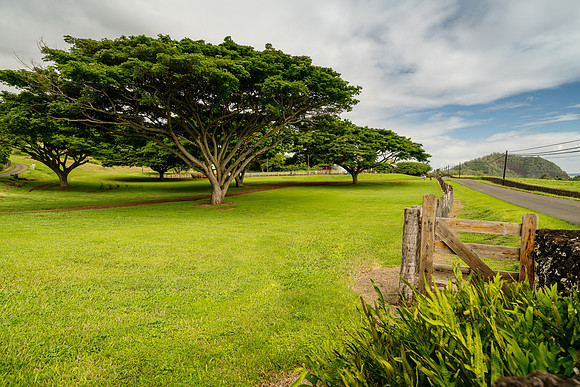 Hana Ranch Tree_Getty_MattAnderson