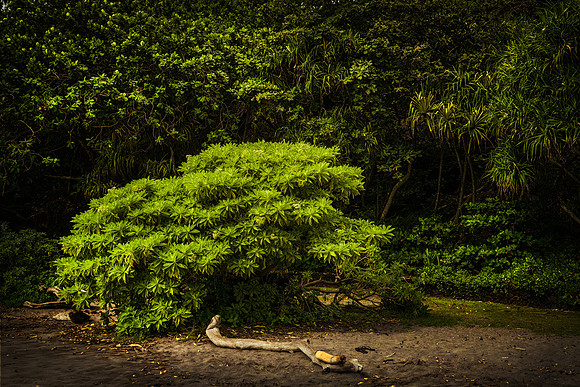 Hamoa Beach Tree_Getty_MattAnderson