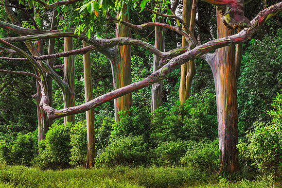 Eucalyptus Forest Maui #2 Y17_5379-HDR_Edit