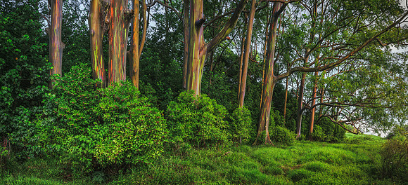 Eucalyptus Forest #4 Y17_5409-Pano_Edit