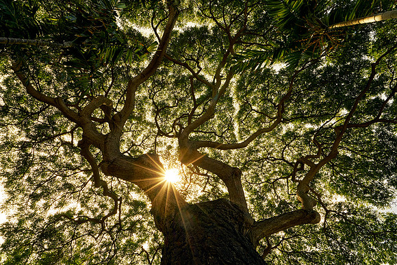 Banyan Tree Canopy Sunstar Getty Matt Anderson