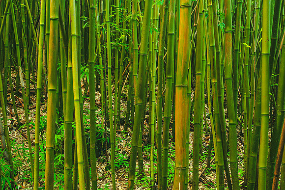 Bamboo Forest Maui #1 _SNY0755_Matt Anderson Getty