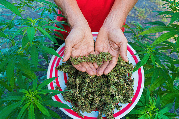 Weed_MA_GettyManHands_20171020_005