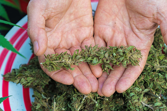 Weed_MA_GettyManHands_20171020_004