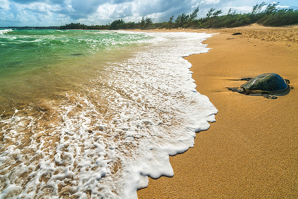 Sea Turtle #4 _SNY0587_Matt Anderson Getty