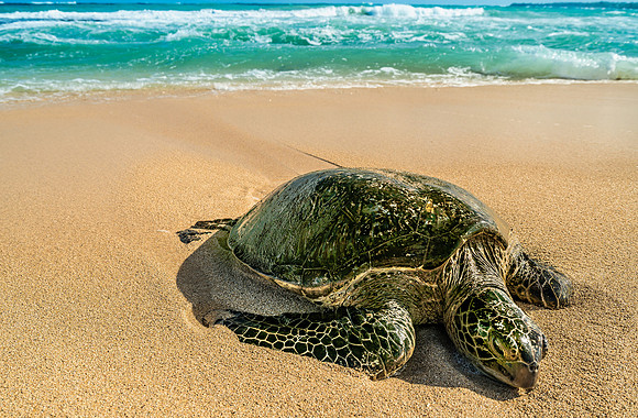 Sea Turtle #1 Getty Matt Anderson