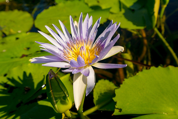 Punalu’u Beach Lily #1_Getty_MAnderson