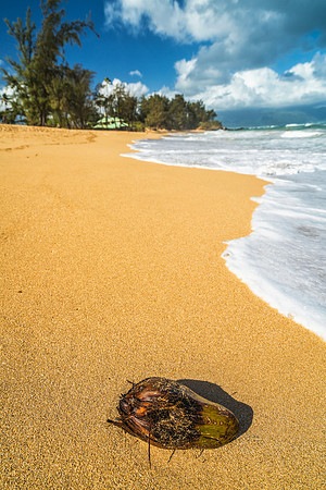 Paia Bay Beach Surf #1 _SNY0605_Matt Anderson Getty