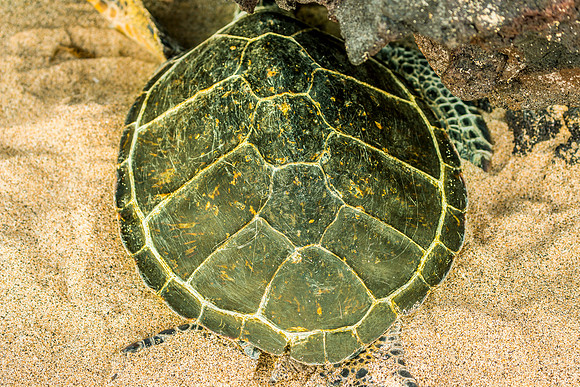 Kukio Beach Sea Turtle #2_Getty_MattAnderson