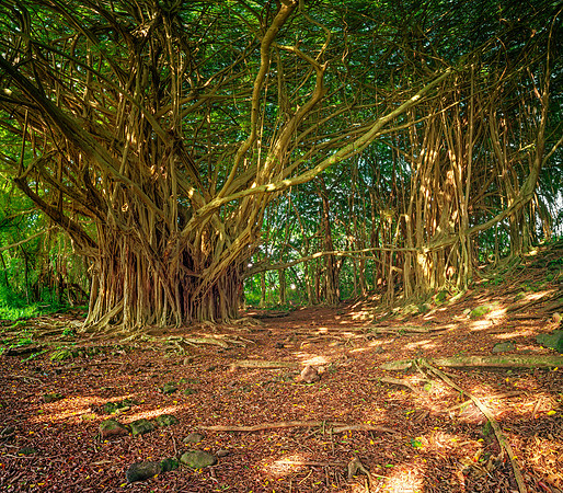 Hilo Banyan Tree #3_Getty_MattAnderson