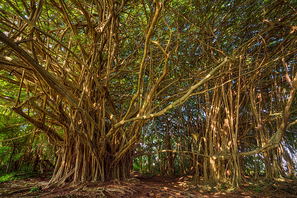 Hilo Banyan Tree #2_Getty_MattAnderson