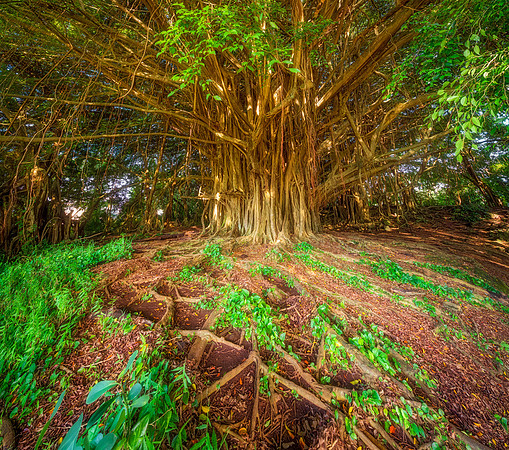 Hilo Banyan Tree #1_Getty_MattAnderson