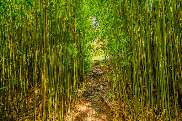 Bamboo Forest Maui #3 _SNY0734-HDR_Matt Anderson Getty