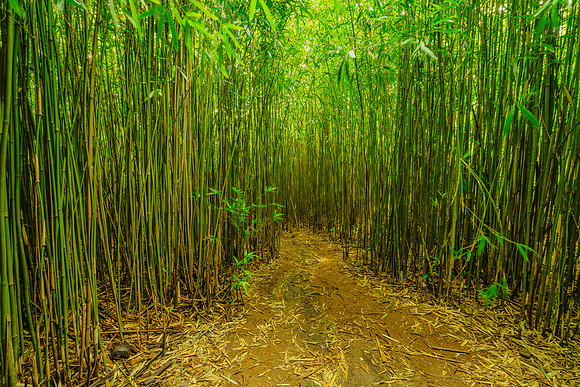 Bamboo Forest Maui #2 _SNY0737-HDR_Matt Anderson Getty