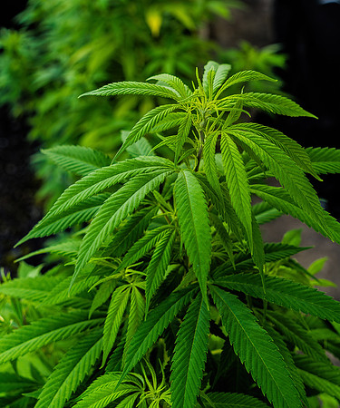 Weed_MA_Getty_20171020_006