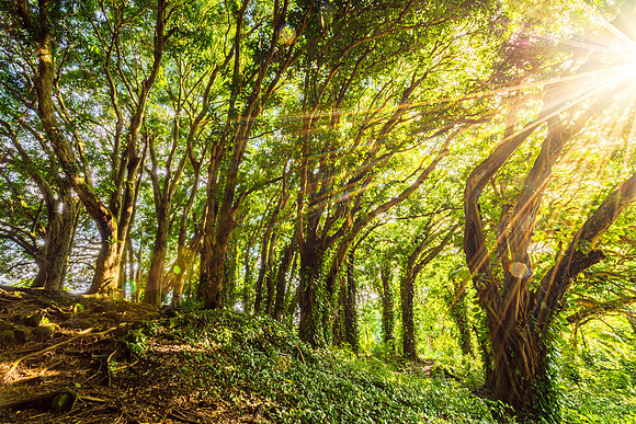 Hilo Banyan Tree #4_Getty_MattAnderson