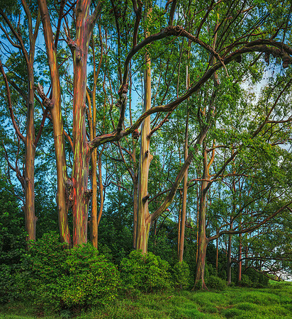 Eucalyptus Forest Maui #1 Y17_5405-Pano_Edit