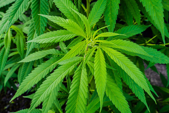 Weed_MA_Getty_20171020_003
