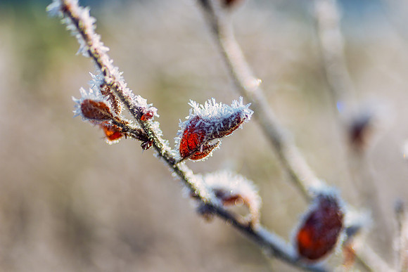 Frozen Leaves