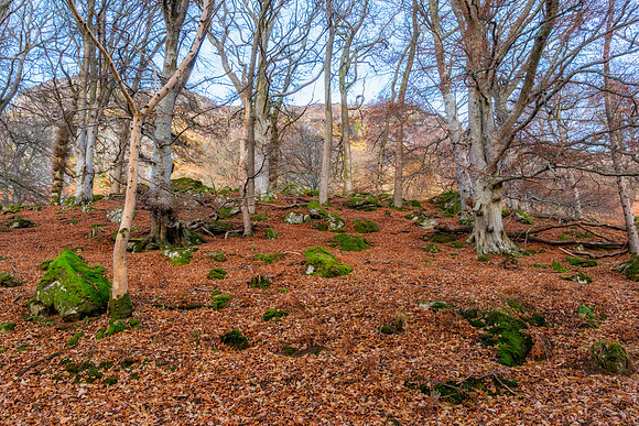 Queens View Forest #4