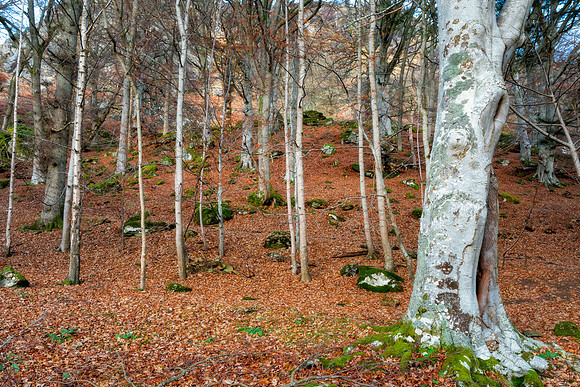 Queens View Forest #3