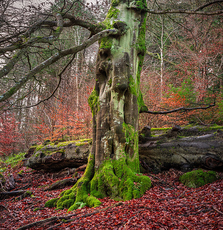 Queens View Forest #1