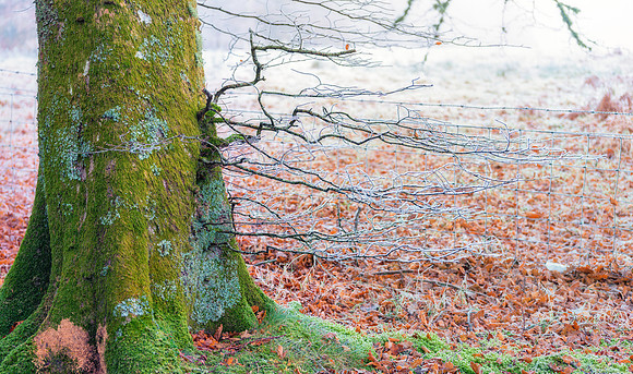 Frosty Colorful Tree #4