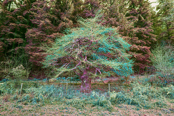 Frosty Colorful Tree #1