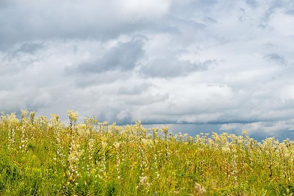 sunflower meadow summer #2 matt anderson gett