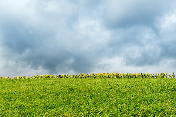 sunflower meadow summer #1 matt anderson getty