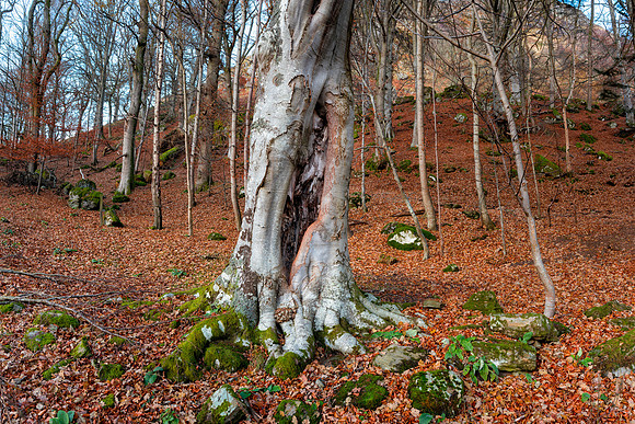 Queens View Forest #2