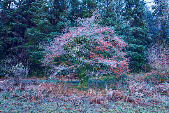 Frosty Colorful Tree #3