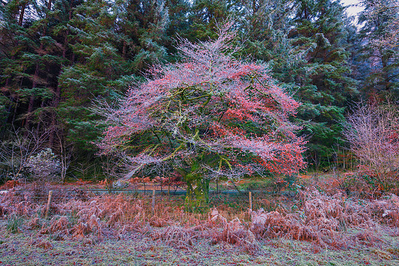 Frosty Colorful Tree #2