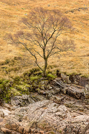 River Etive Tree